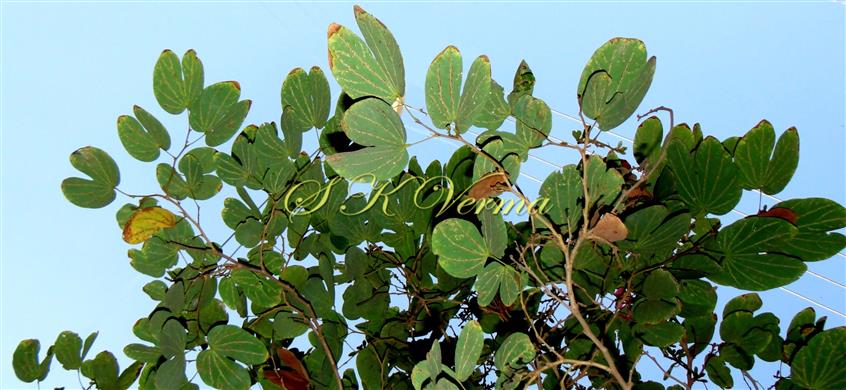  Leaves